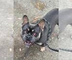 Small French Bulldog