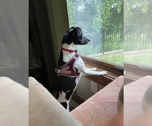 Medium Photo #3 Rat Terrier Puppy For Sale in East Derry, NH, USA