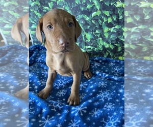 Vizsla Puppy for sale in LANCASTER, PA, USA