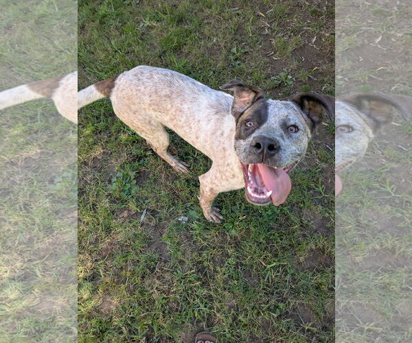 Medium Photo #4 Mutt Puppy For Sale in Garden City, NY, USA