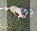 Small #3 Mutt