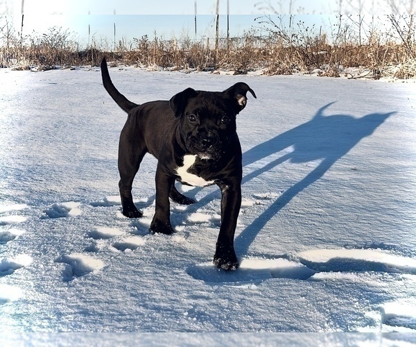 Medium Photo #10 American Bully Puppy For Sale in REESEVILLE, WI, USA