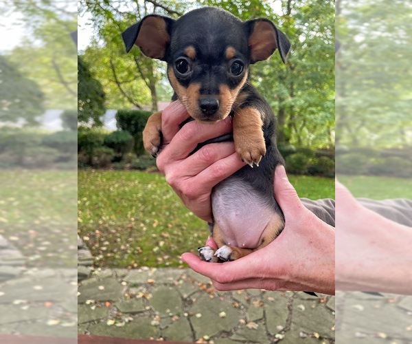 Medium Photo #2 Chipin Puppy For Sale in Shermans Dale, PA, USA