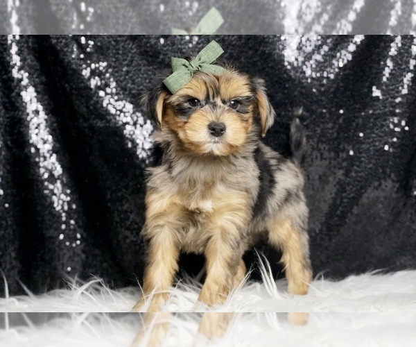 Medium Photo #8 Morkie Puppy For Sale in WARSAW, IN, USA