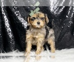 Small #7 Morkie