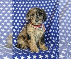 Double Doodle Puppy for sale in CHRISTIANA, PA, USA