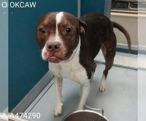 Mutt Dogs for adoption in Oklahoma City, OK, USA