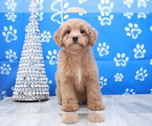 Cavapoo Puppy for sale in MARIETTA, GA, USA