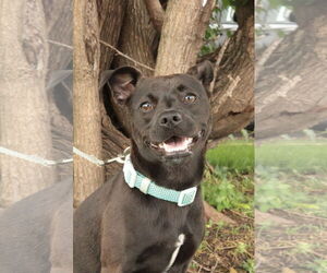 Mutt Dogs for adoption in Philadelphia, PA, USA