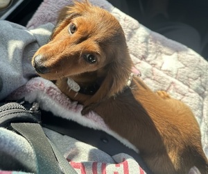 Dachshund Puppy for sale in INDIANAPOLIS, IN, USA