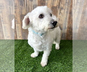 Maltipoo Dogs for adoption in Corona, CA, USA