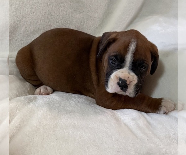 Medium Photo #19 Boxer Puppy For Sale in ALLEGHENY, PA, USA
