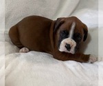 Small Photo #19 Boxer Puppy For Sale in ALLEGHENY, PA, USA
