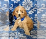 Small Photo #5 Cavapoo Puppy For Sale in QUARRYVILLE, PA, USA