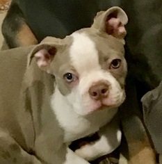 Mother of the Boston Terrier puppies born on 04/18/2018