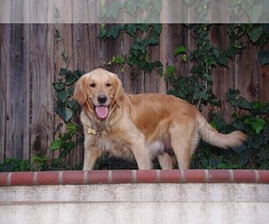 Mother of the Golden Retriever puppies born on 03/03/2025