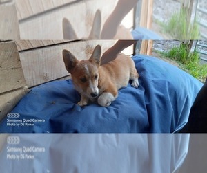 Pembroke Welsh Corgi Dogs for adoption in MANTON, MI, USA