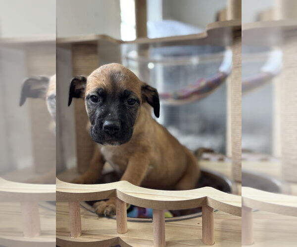 Medium Photo #1 Boxer-Unknown Mix Puppy For Sale in Mooresville, NC, USA