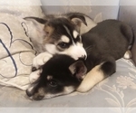 Small Photo #25 German Shepherd Dog-Siberian Husky Mix Puppy For Sale in SAINT MARYS, KS, USA