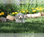 Small #2 Bichon Frise
