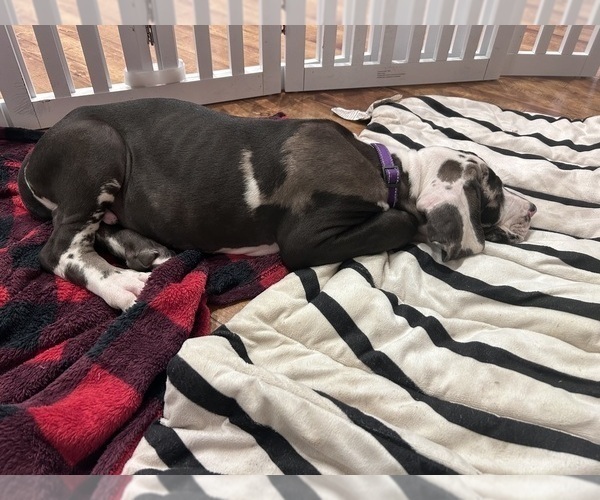 Medium Photo #23 Great Dane Puppy For Sale in WILLIS, TX, USA