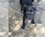 Small #4 Labrador Retriever Mix