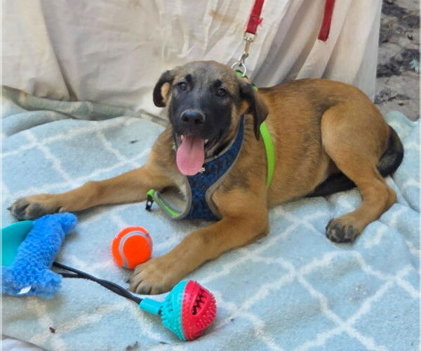 Medium Photo #1 German Shepherd Dog-Unknown Mix Puppy For Sale in Decatur, GA, USA