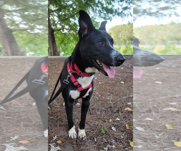 Medium Photo #4 Mutt Puppy For Sale in Arlington, VA, USA