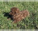 Small #9 ShihPoo