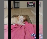 Small Photo #2 Morkie Poo (Toy) Puppy For Sale in TUCSON, AZ, USA