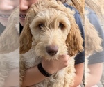 Small #2 Goldendoodle