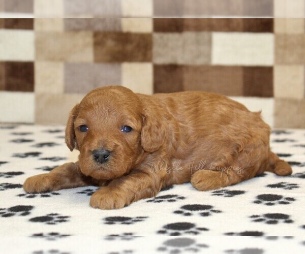 Medium Photo #1 Cavapoo (Miniature) Puppy For Sale in DENVER, PA, USA