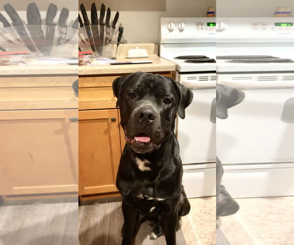 Medium Photo #2 Mutt Puppy For Sale in Goodyear, AZ, USA