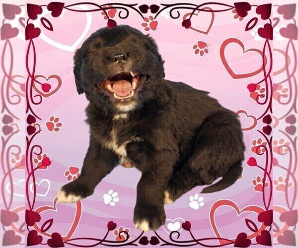 Medium Photo #17 Golden Mountain Dog Puppy For Sale in BLACK FOREST, CO, USA