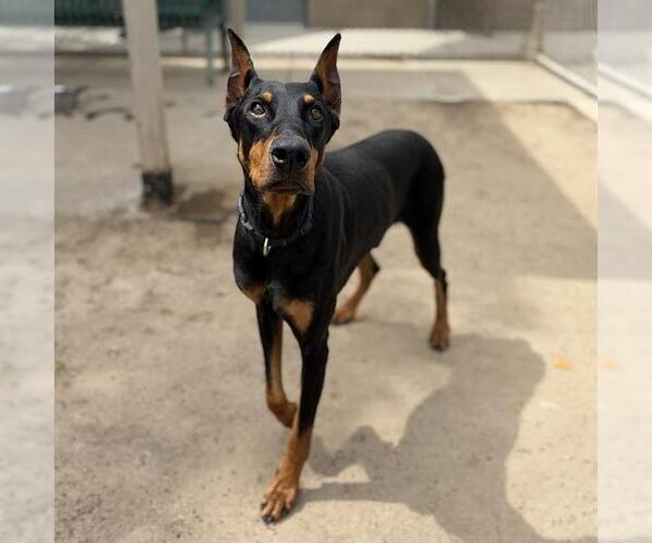 Medium Photo #1 Doberman Pinscher Puppy For Sale in Modesto, CA, USA