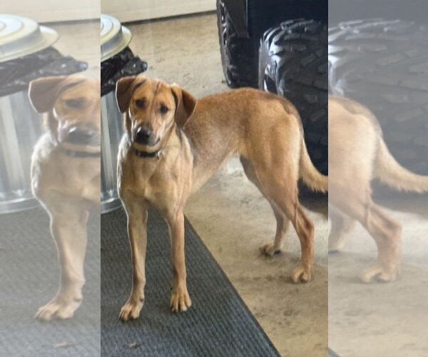 Medium Photo #4 Red Heeler-Unknown Mix Puppy For Sale in Williamsburg, IA, USA