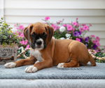 Puppy Sunny Boxer
