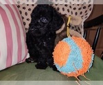 Small Photo #68 Australian Labradoodle Puppy For Sale in W FIELD, NC, USA