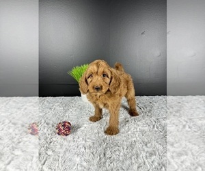 Goldendoodle (Miniature) Puppy for sale in GREENWOOD, IN, USA
