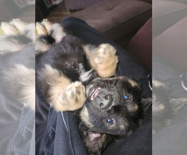 Medium Photo #1 German Shepherd Dog-Unknown Mix Puppy For Sale in Clarkston, MI, USA