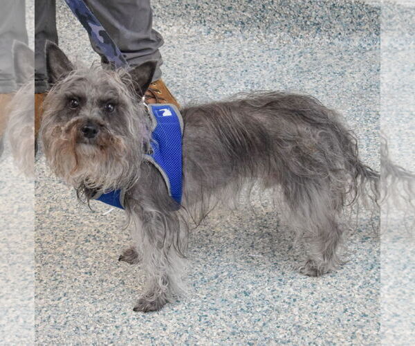 Medium Photo #3 Mutt Puppy For Sale in Huntley, IL, USA