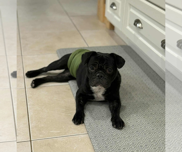 Medium Photo #1 Buggs Puppy For Sale in Princeton, MN, USA