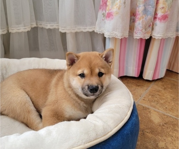 Medium Photo #3 Shiba Inu Puppy For Sale in CARPENTERSVILLE, IL, USA
