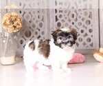 Small Photo #3 Havanese Puppy For Sale in MOUNT VERNON, OH, USA