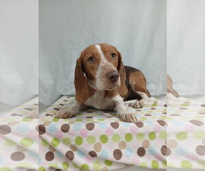Presley *Available Soon* - Female Beagle Dog for Adoption - Photo #4