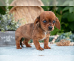 Small #4 Dachshund
