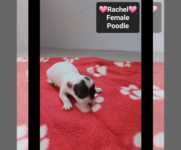 Medium Photo #2 Poodle (Toy) Puppy For Sale in TUCSON, AZ, USA