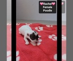 Small #1 Poodle (Toy)