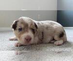 Small Photo #7 Border Collie Puppy For Sale in EVERETT, WA, USA