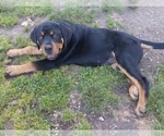 Puppy Brown Collar Cane Corso-Rottweiler Mix